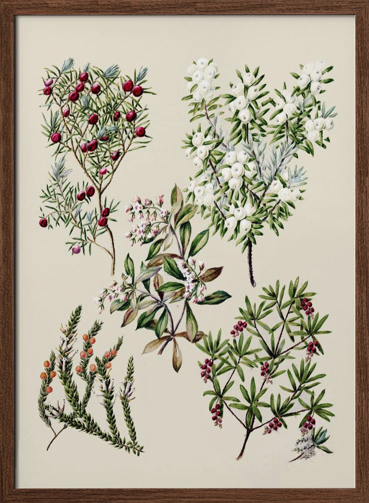 Antique Flowers Drawn By Sarah Featon (1848–1927) Poster