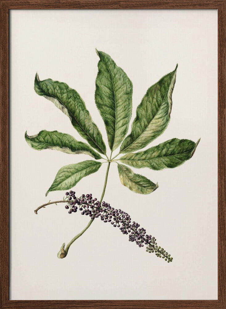 Antique Plant Drawn By Sarah Featon (1848–1927) Poster