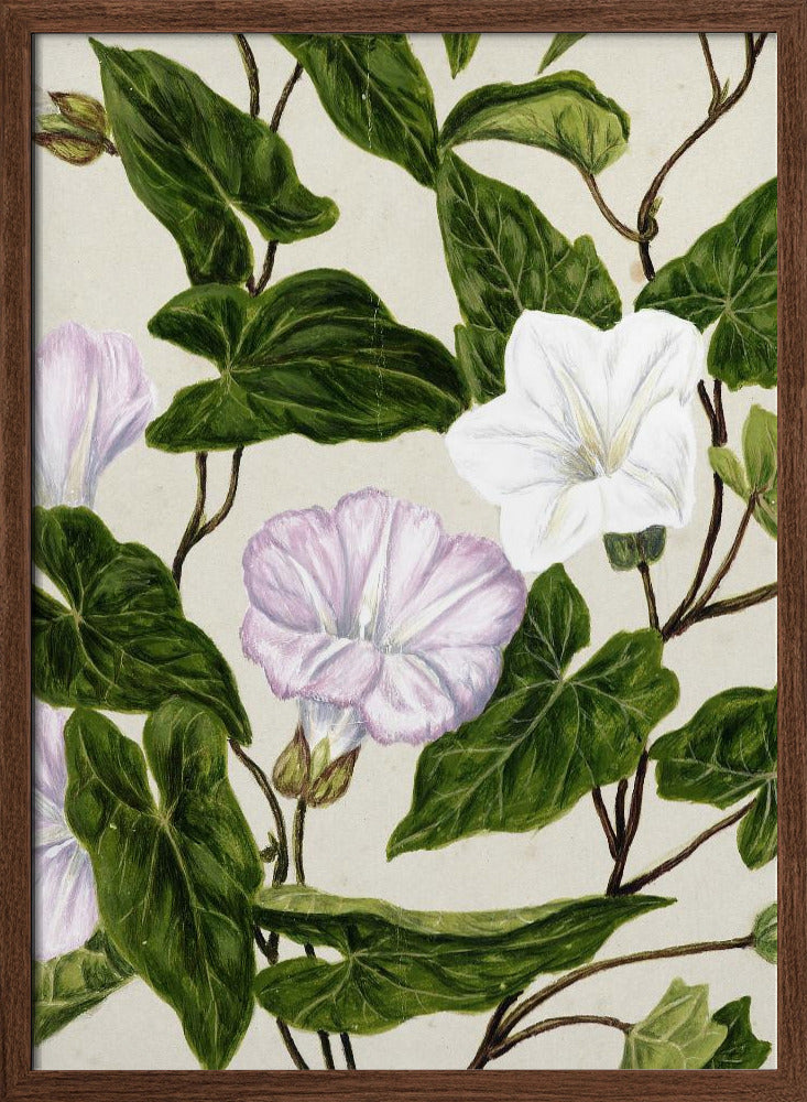 Bindweed Pohu By Sarah Featon (1848–1927) Poster