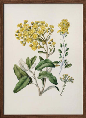 Daisy   Brachyglottis Drawn By Sarah Featon (1848–1927) Poster