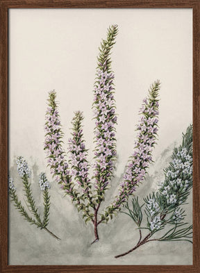 Epacris Drawn By Sarah Featon (1848–1927) Poster