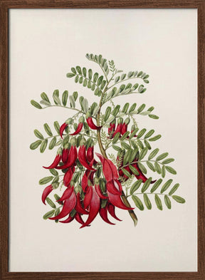 Kowhai   Clianthus Puniceus Drawn By Sarah Featon (1848–1927) Poster