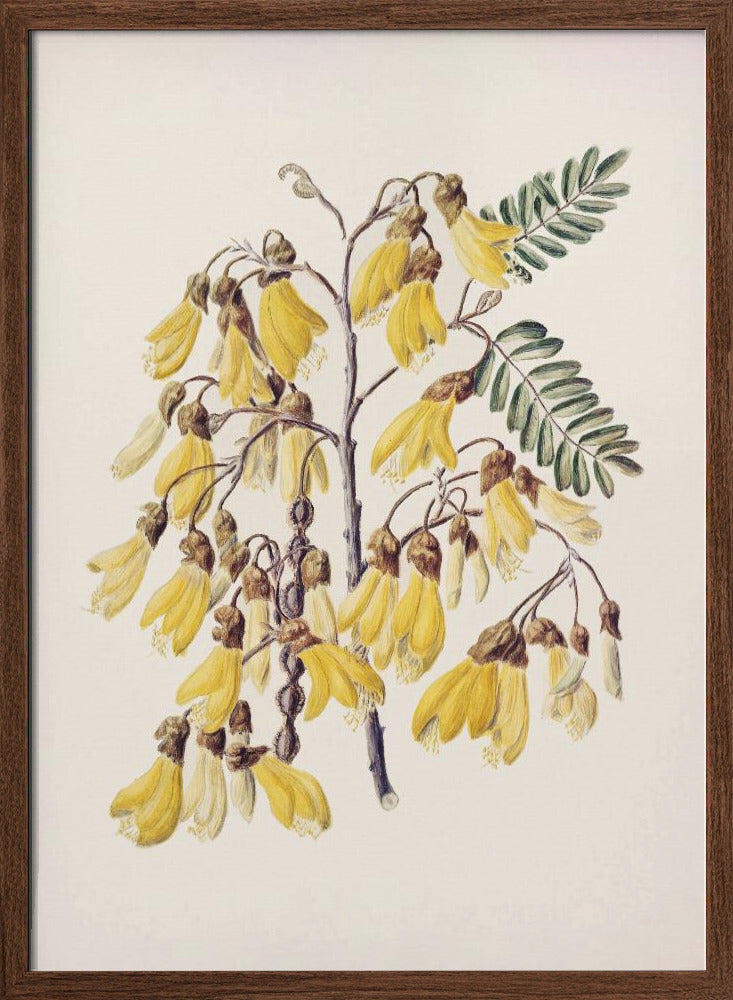 Kowhai Drawn By Sarah Featon (1848–1927) Poster