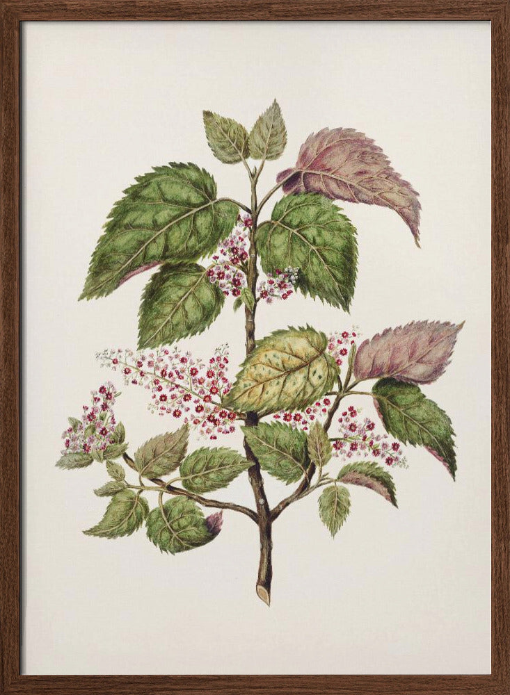 Makomako   Aristotelia Racemosa Drawn By Sarah Featon (1848–1927) Poster