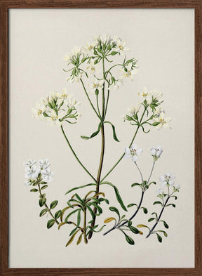 New Zealand Gentiana Drawn By Sarah Featon (1848–1927) Poster