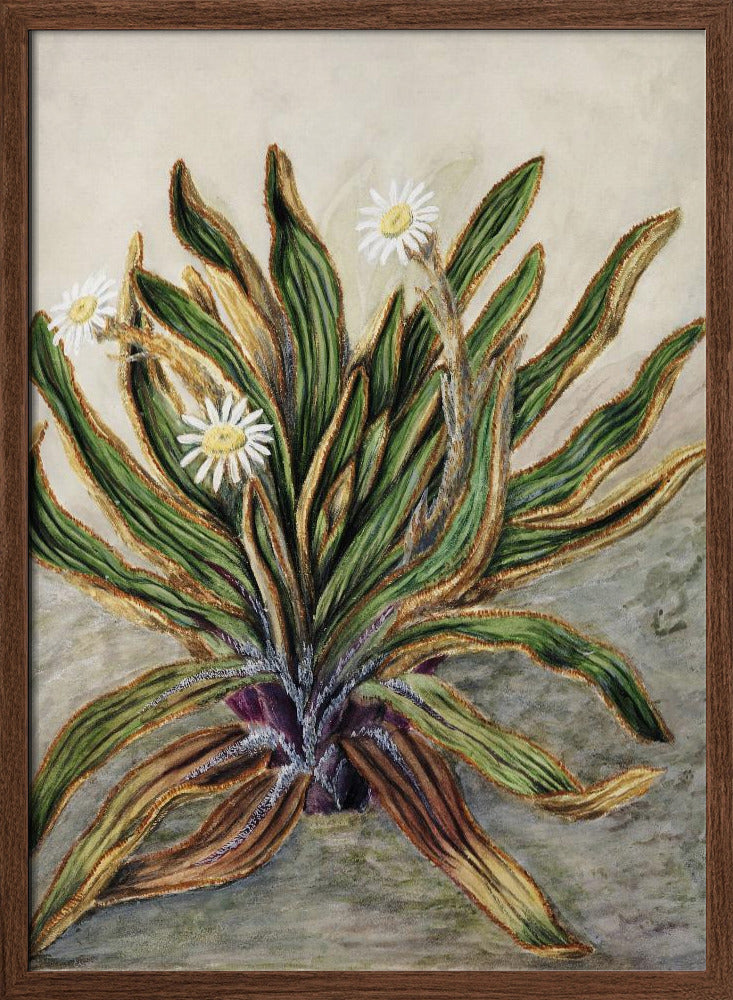 Mountain Daisy Drawn By Sarah Featon (1848–1927) Poster