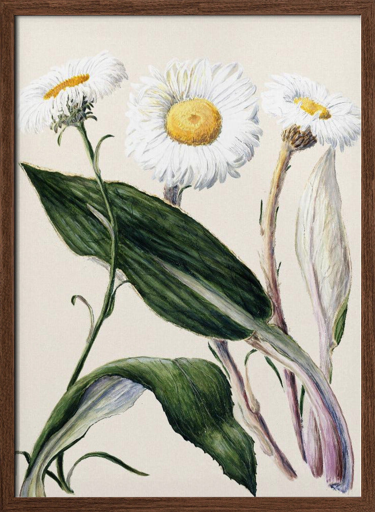 New Zealand Mountain Daisies Drawn By Sarah Featon (1848–1927 Poster