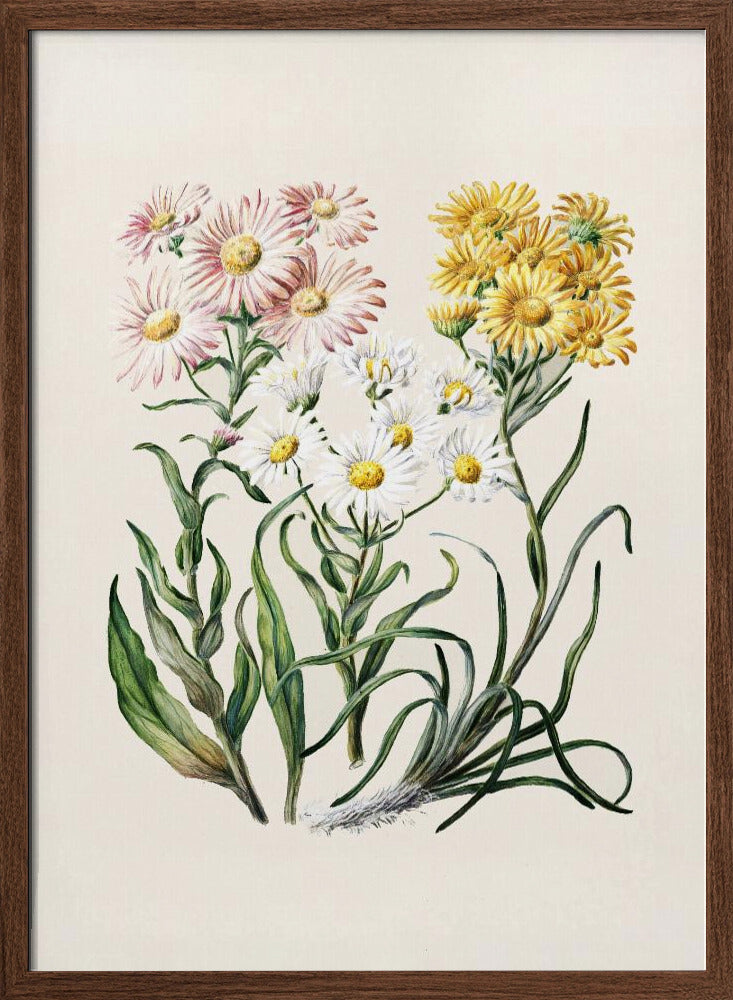 New Zealand Snow Groundsels Drawn By Featon (1848–1927) Poster