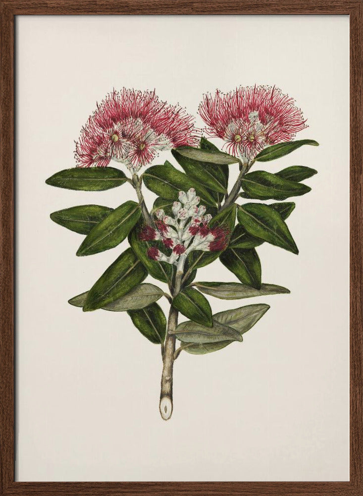 Pohutukawa   Metrosideros Tomentosa Drawn By Sarah Featon (1848–1927) Poster