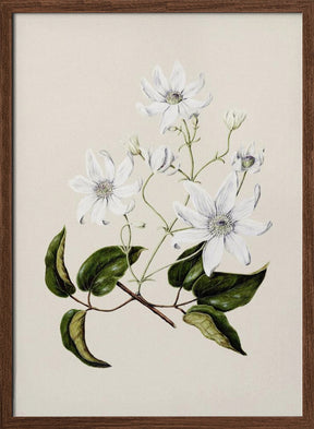 Puawananga   Clematis Indivisa Drawn By Sarah Featon (1848–1927) Poster