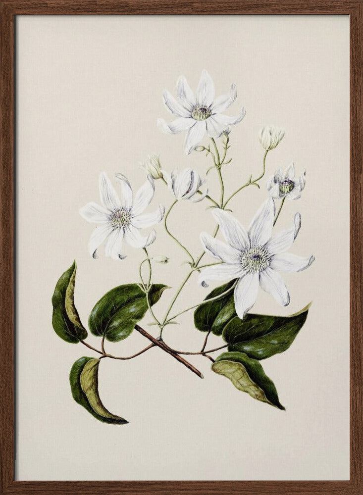 Puawananga   Clematis Indivisa Drawn By Sarah Featon (1848–1927) Poster