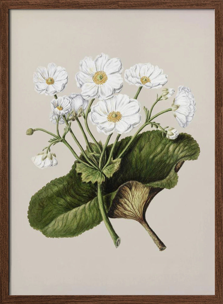 The Mountain Lily Drawn By Sarah Featon (1848–1927) Poster