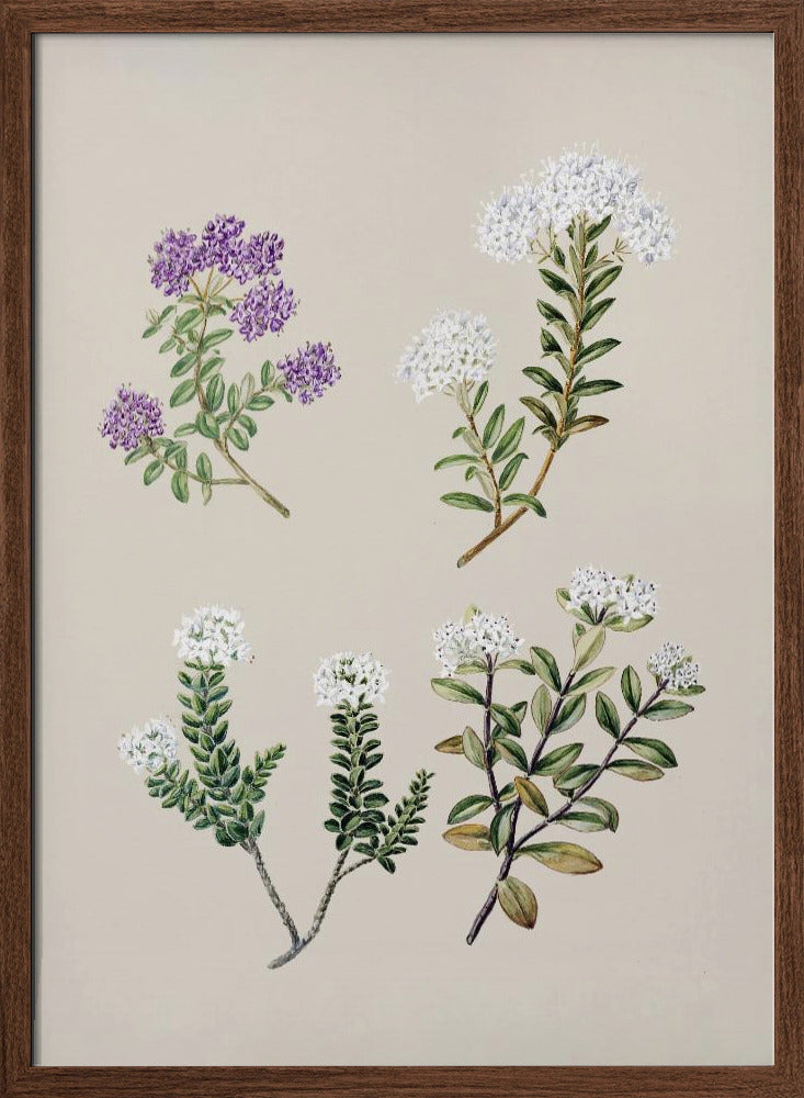 Veronica 4 Species Drawn By Sarah Featon (1848–1927) Poster