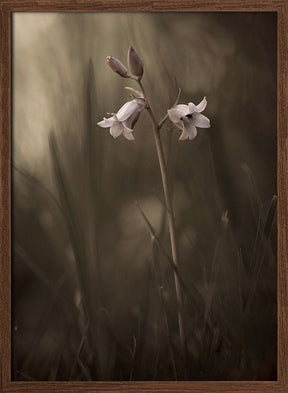 A small flower on the ground Poster