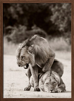 Lion Love Poster