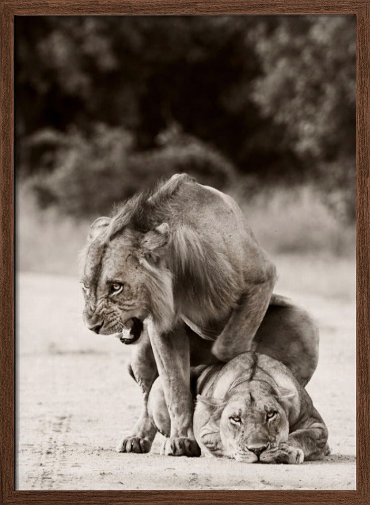 Lion Love Poster