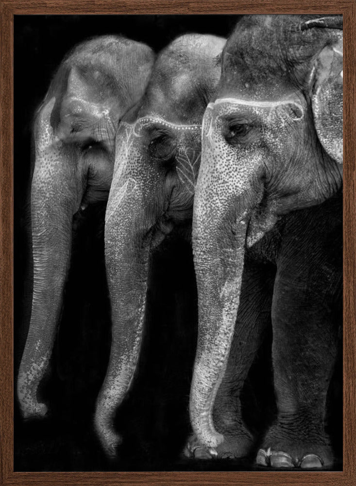 Nature\'s great masterpiece, an elephant; the only harmless great thing ... Poster