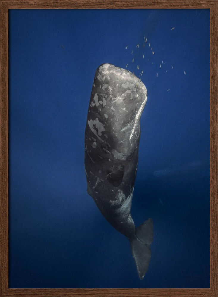 Candle sperm whale Poster