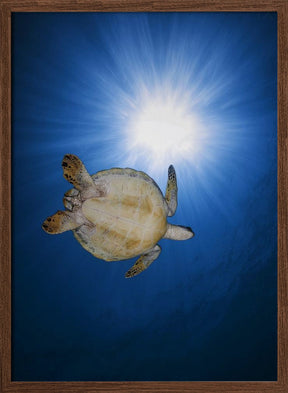 Green turtle Poster