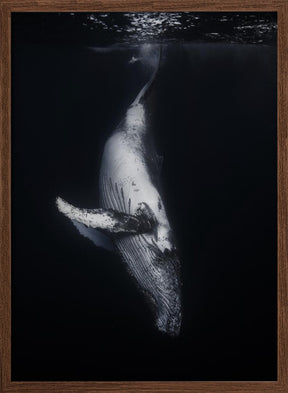 Black Whale Poster