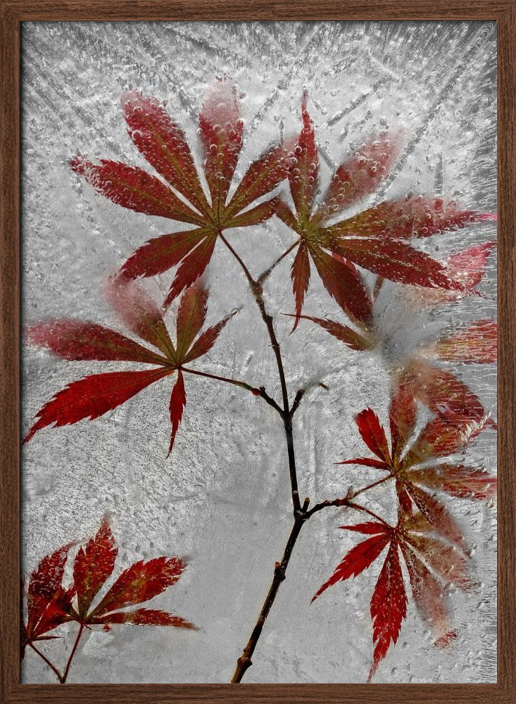 red maple Poster