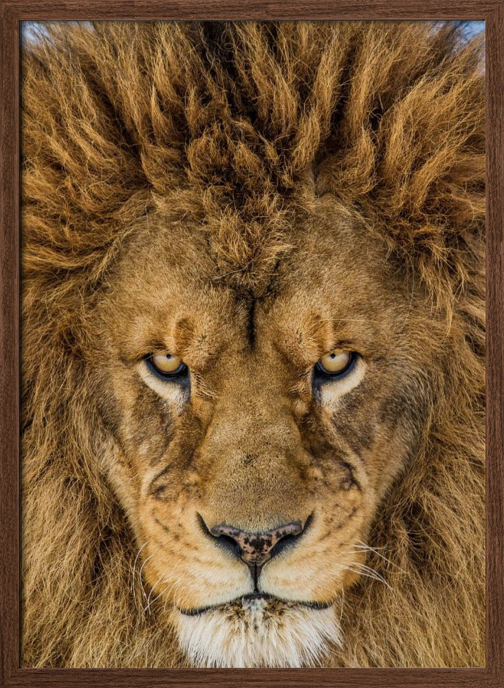 Serious Lion Poster