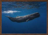 Sperm whale Poster