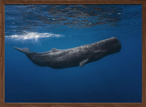 Sperm whale Poster