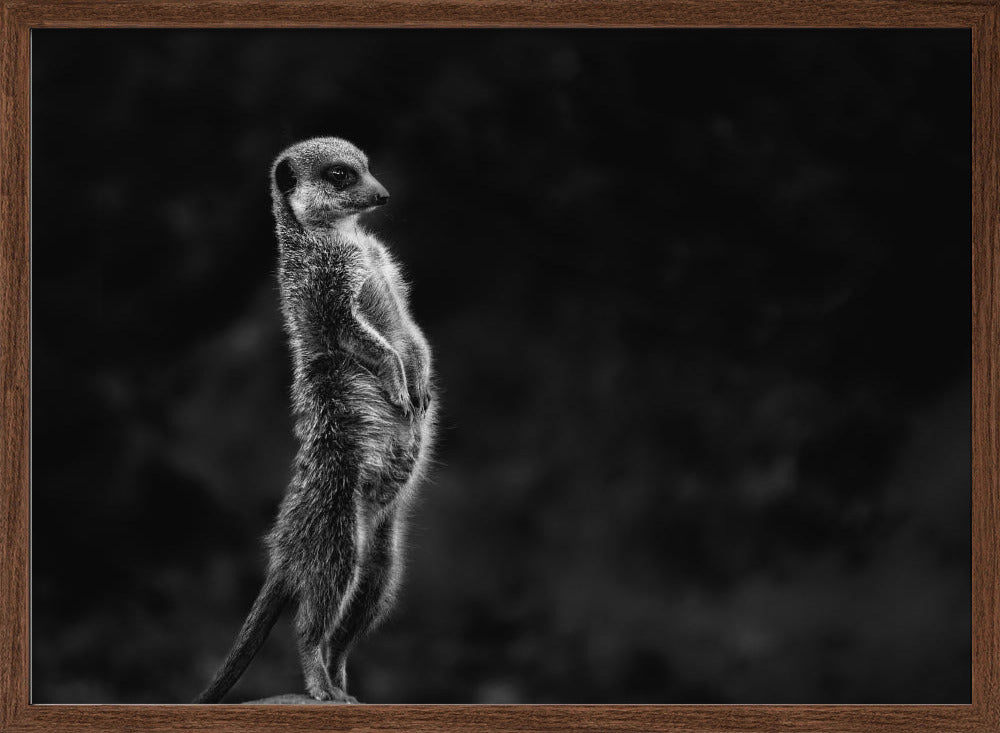 The meerkat Poster