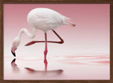 Flamingo Poster