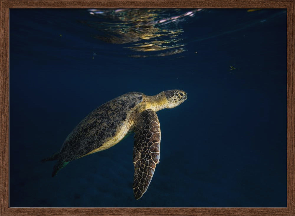 Green turtle Poster