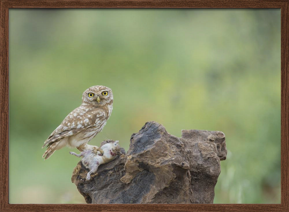 Little Owl Poster