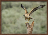 Long Legged Buzzard Poster