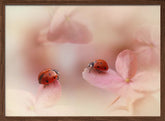 Ladybirds on pink hydrangea. Poster