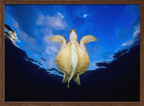 Green Turtle! Poster