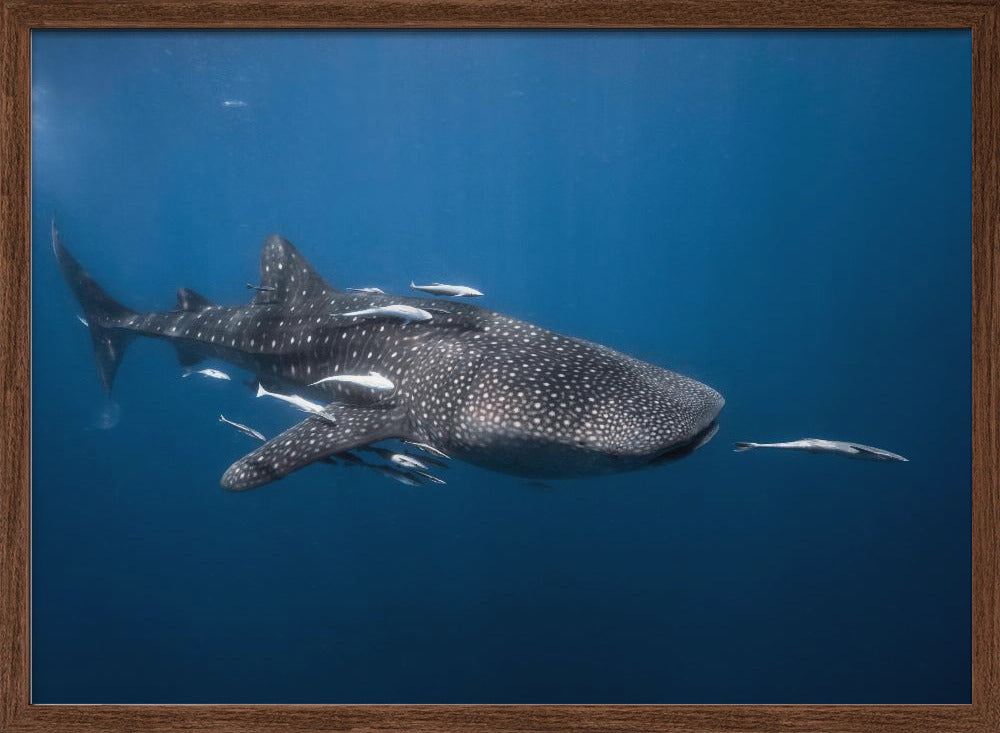 Whale shark Poster