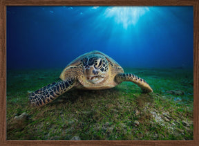 Green turtle Poster