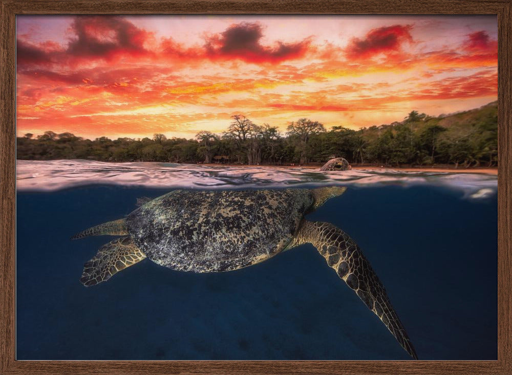 Green turtle and fire sky! Poster