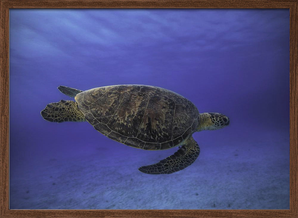 Green turtle in the blue Poster