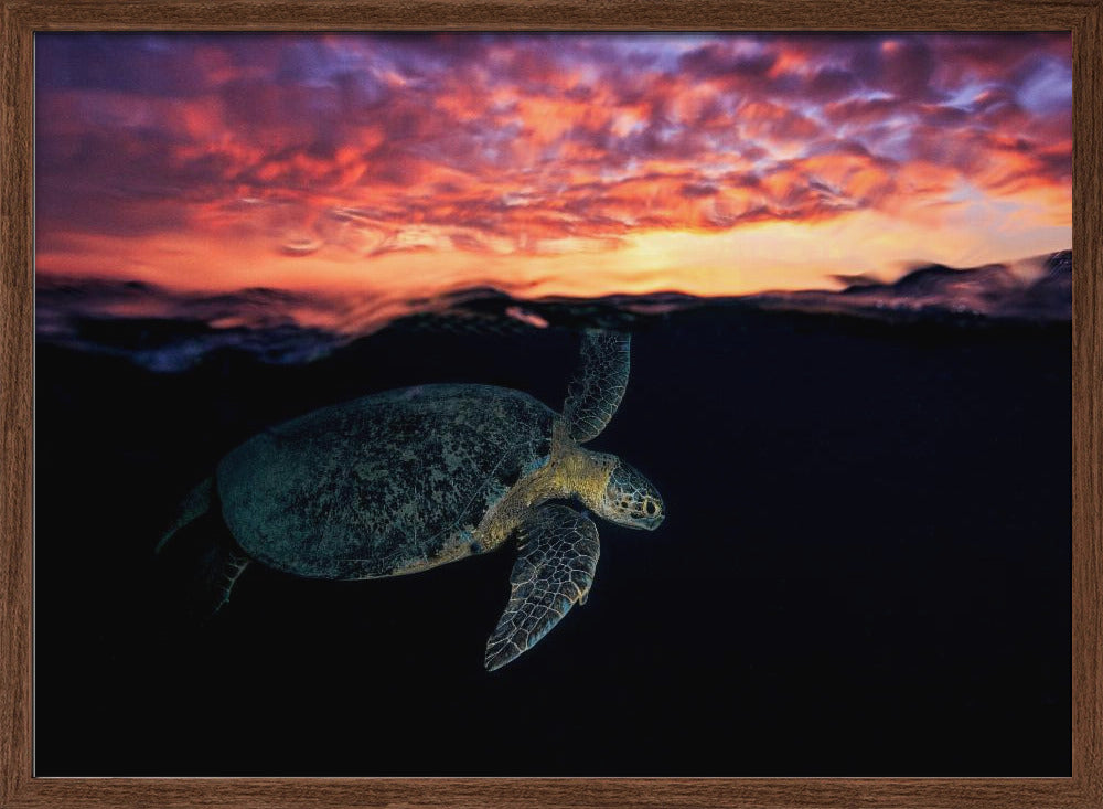 Sunset turtle Poster