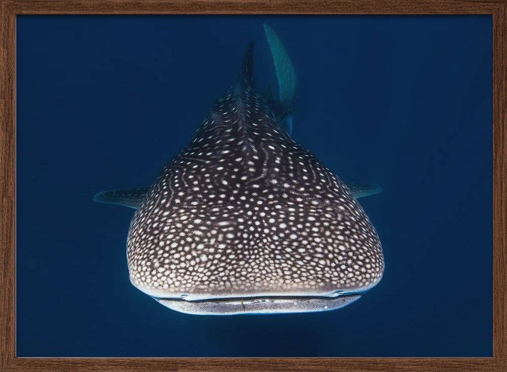 Whale Shark Poster