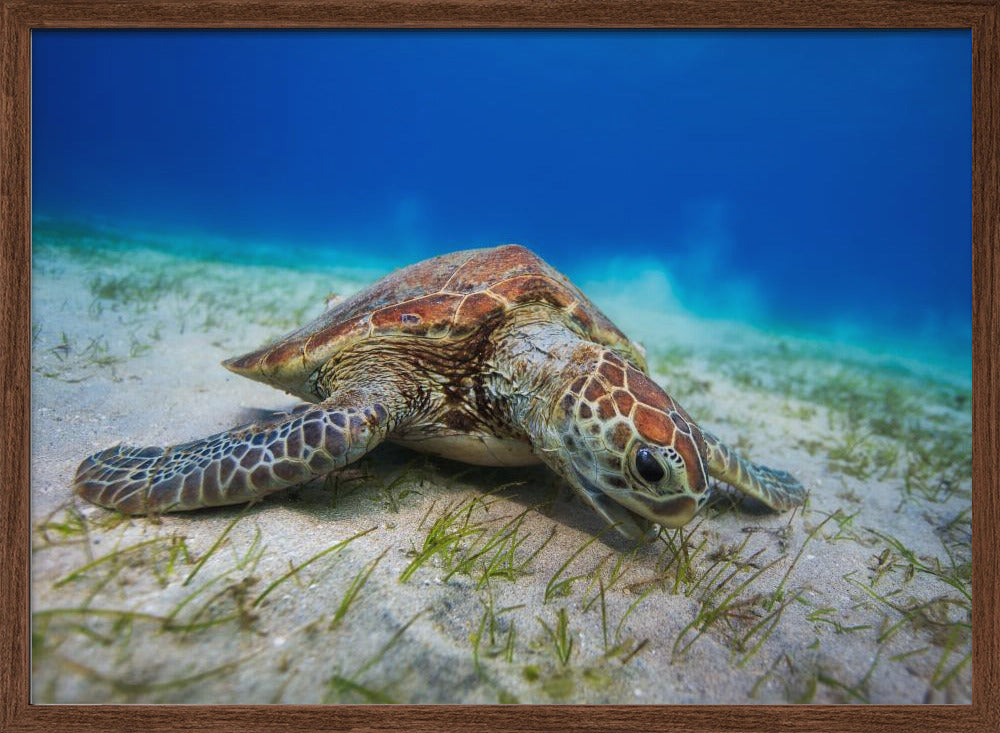 Green turtle Poster