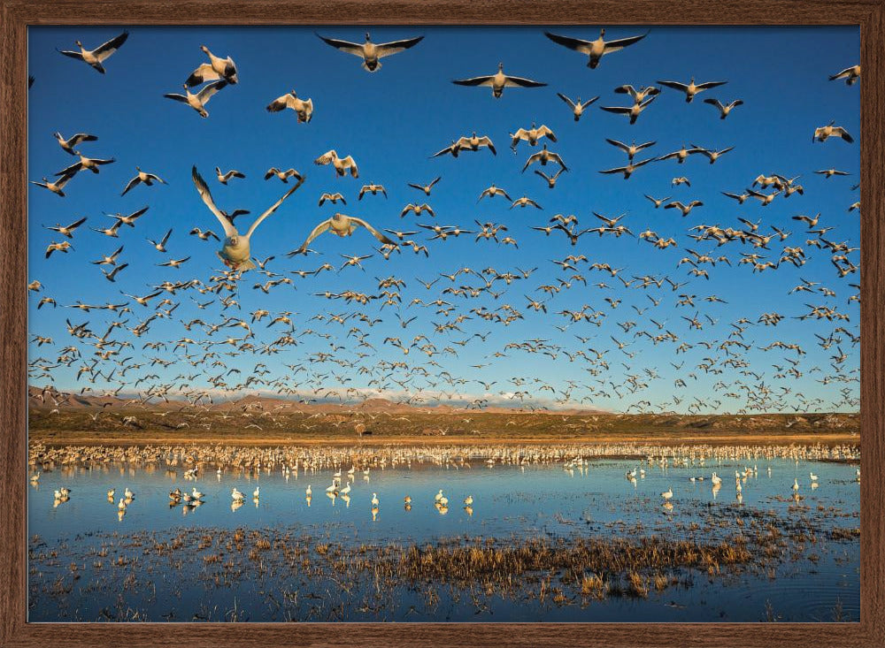 Legion of Wings Poster