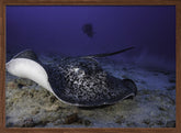 Black-blotched stingray Poster