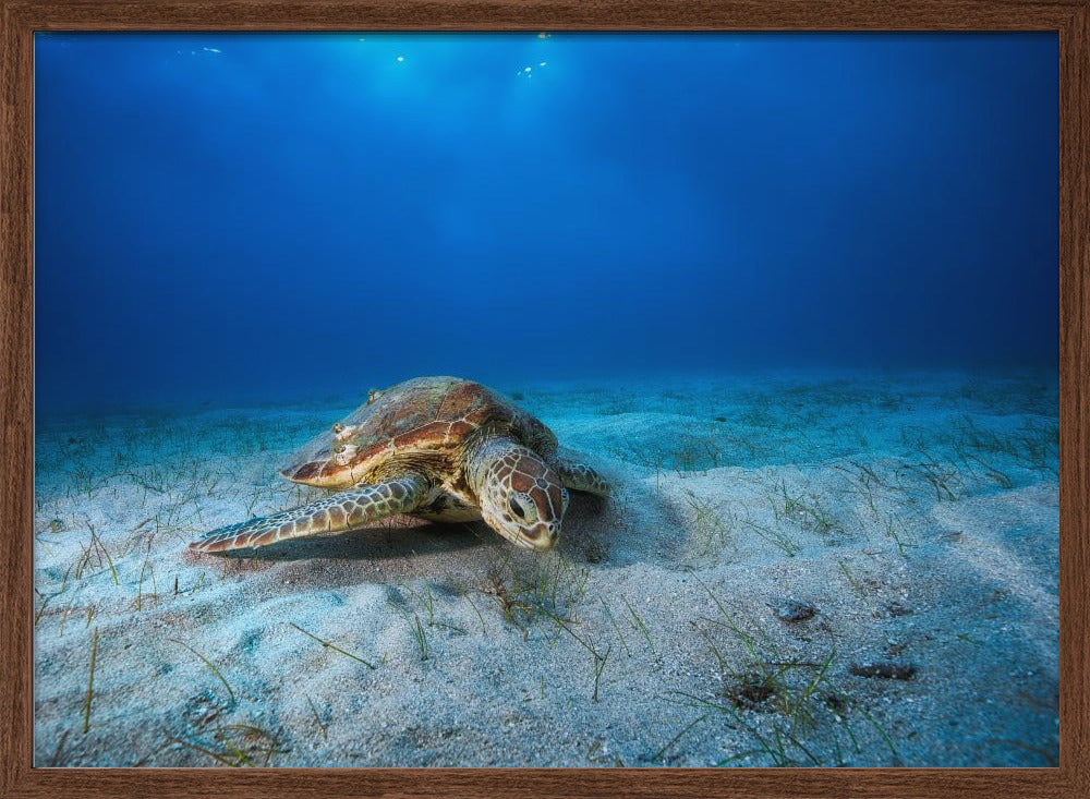 Green turtle in the blue Poster