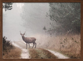 Deer Poster