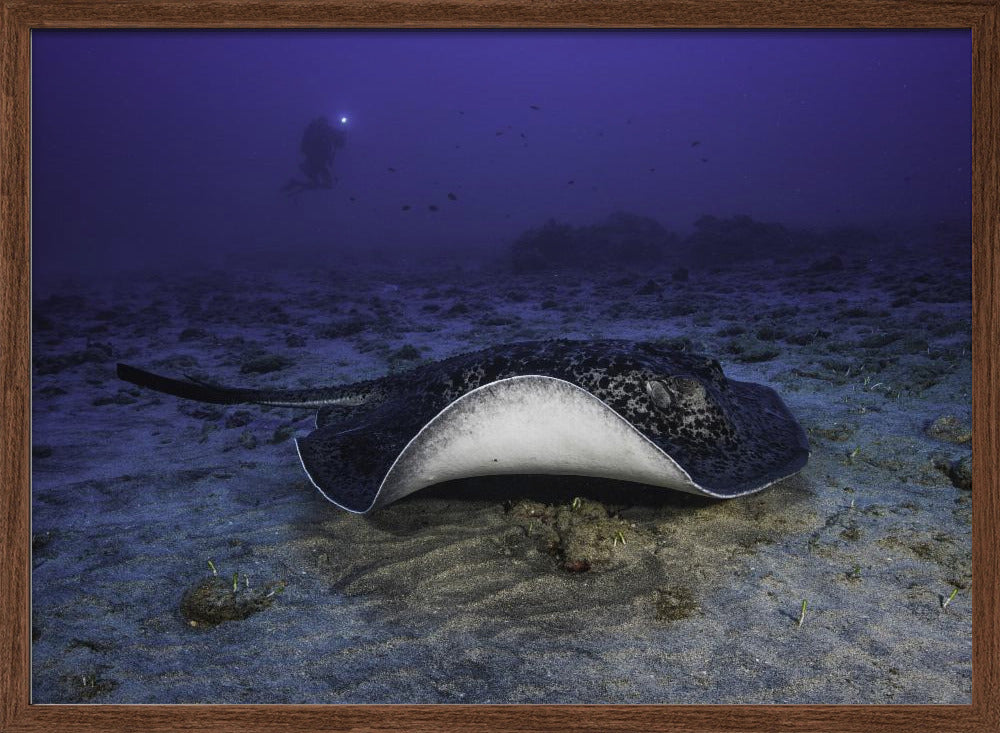 Black-blotched stingray Poster