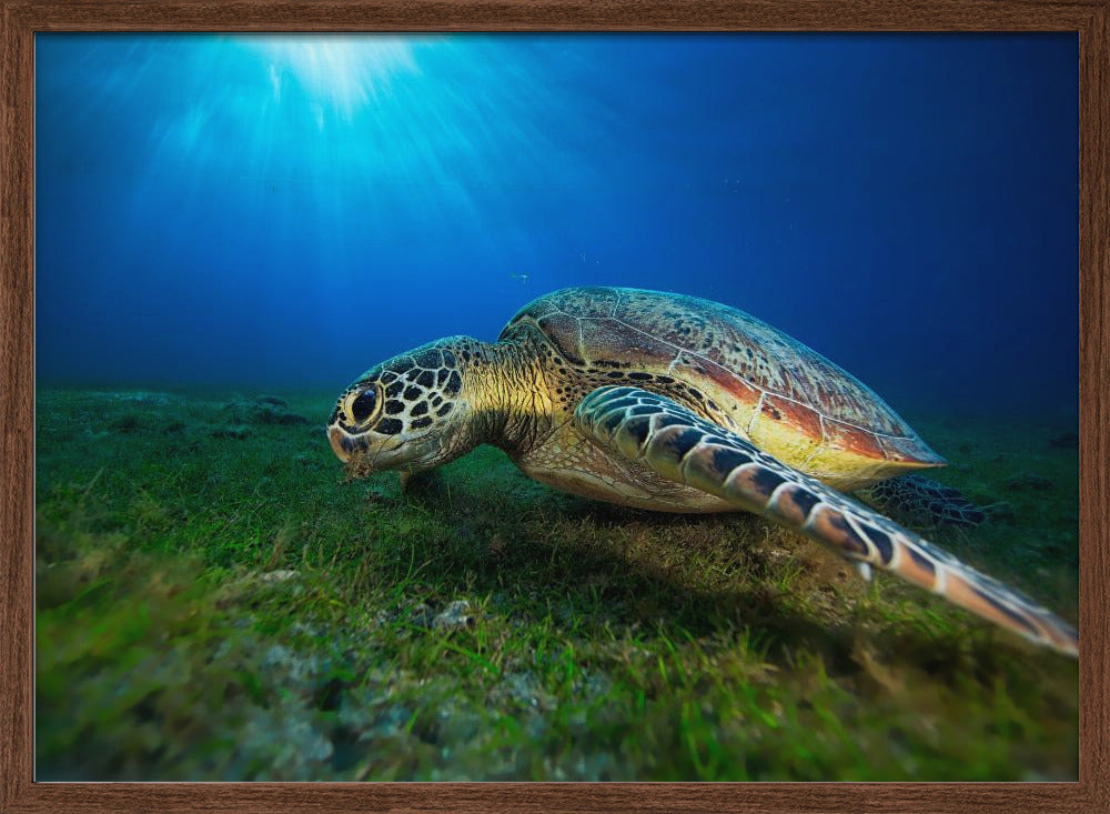 Green turtle Poster