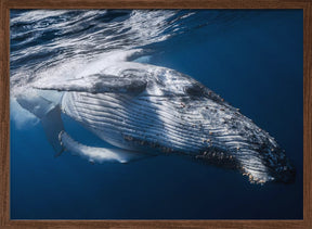 The Whale Poster