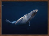 Humpback Whale Poster